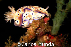 risbecia tryoni; anilao, batangas. canon ixus60. by Carlos Munda 